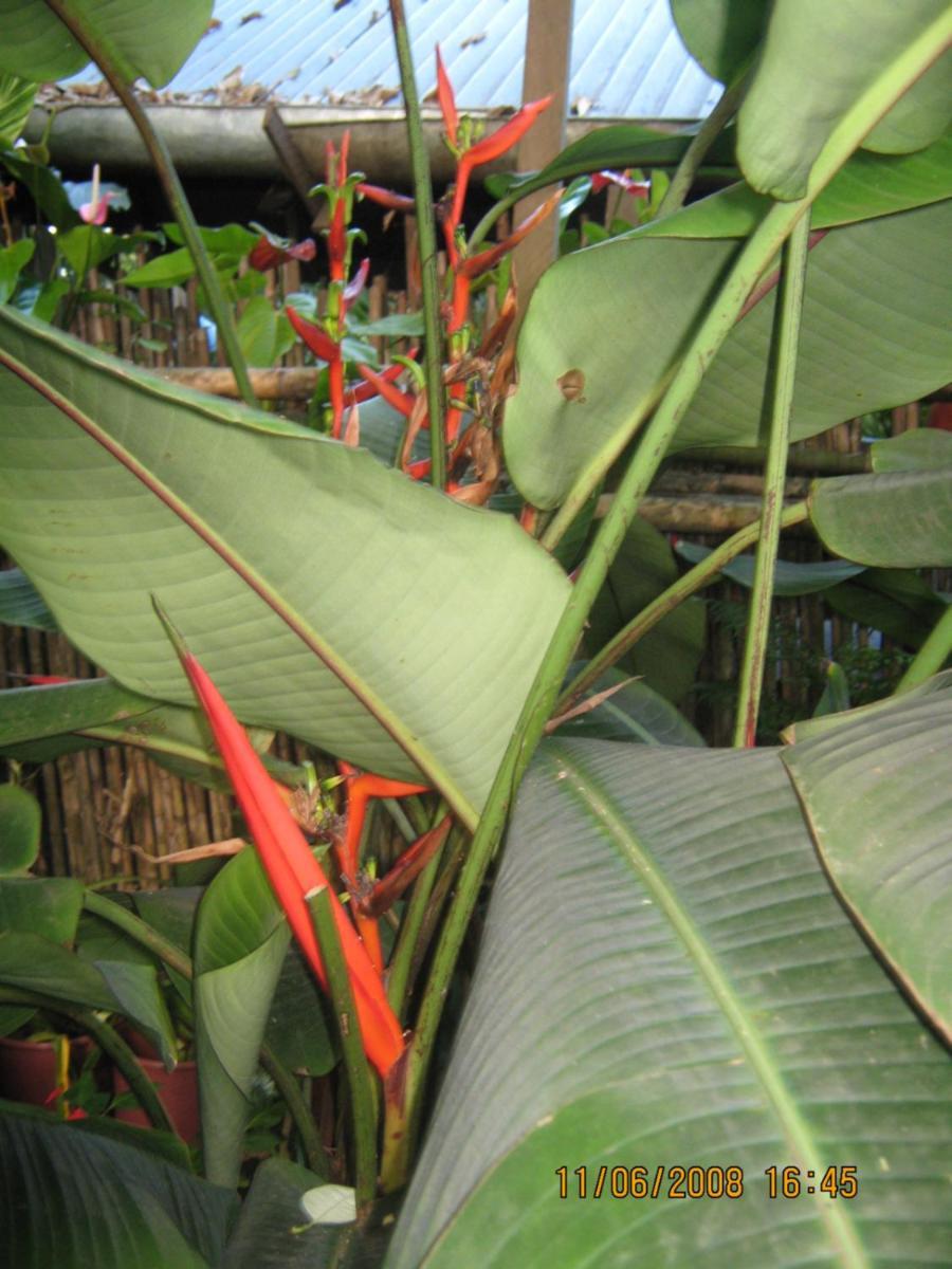 Casa De Palos Boutique Tarapoto Exteriör bild